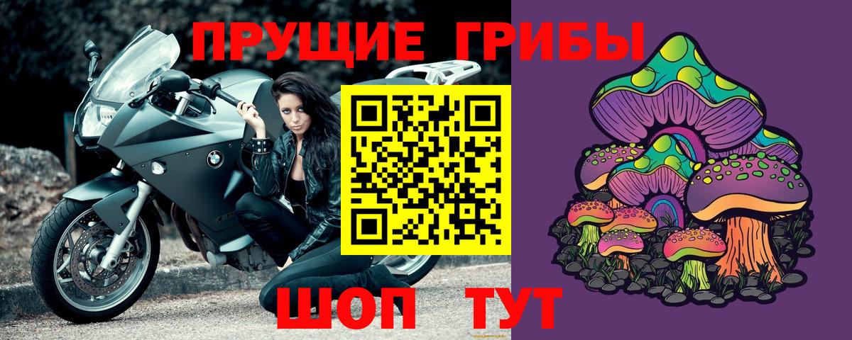 Галлюциногенные грибы Psilocybe  Губкинский 