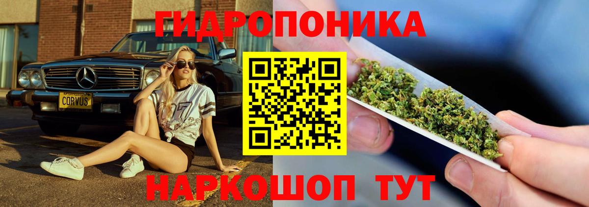 Конопля гибрид Губкинский